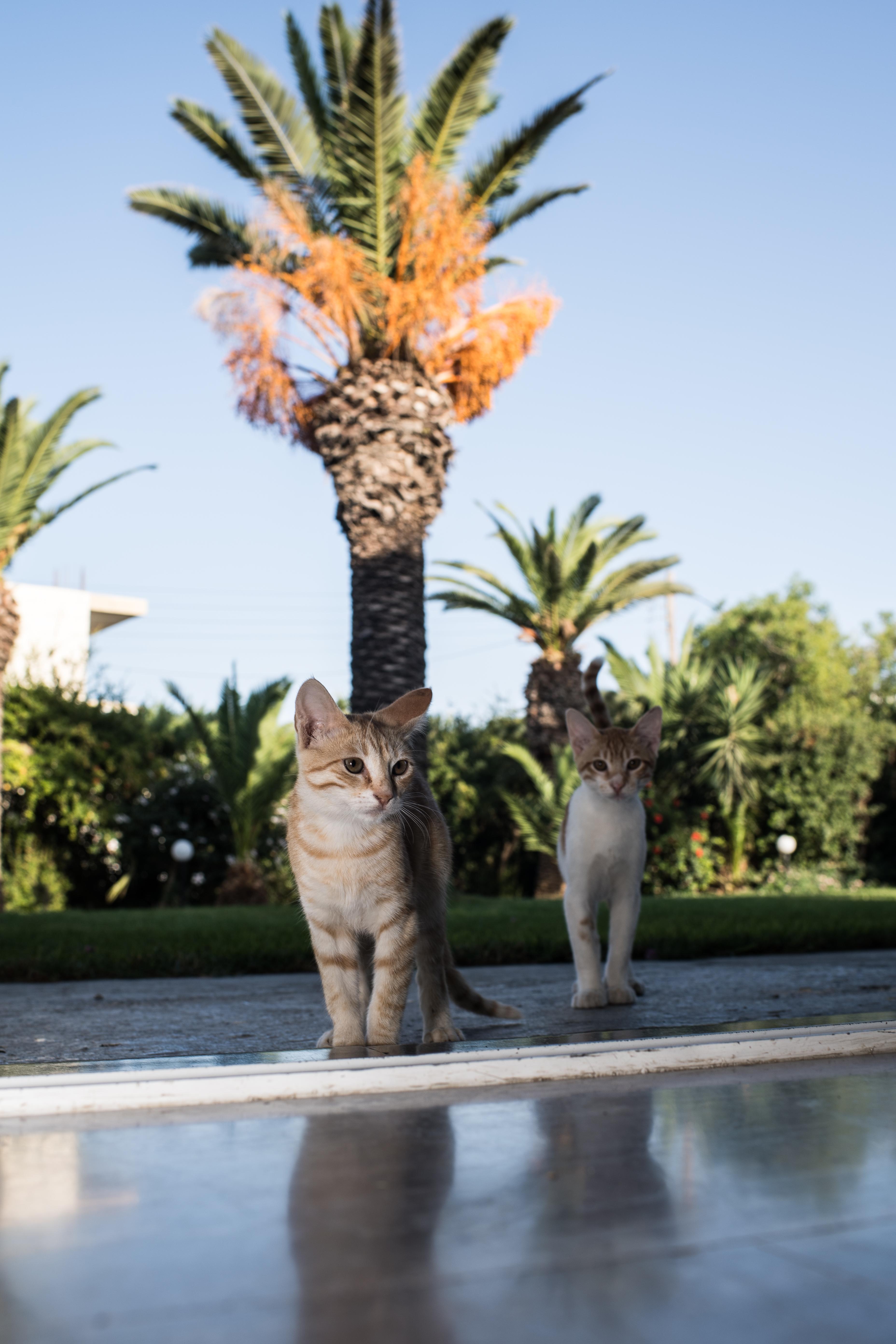 Gorgona Hotel Amoudara Lasithiou Dış mekan fotoğraf