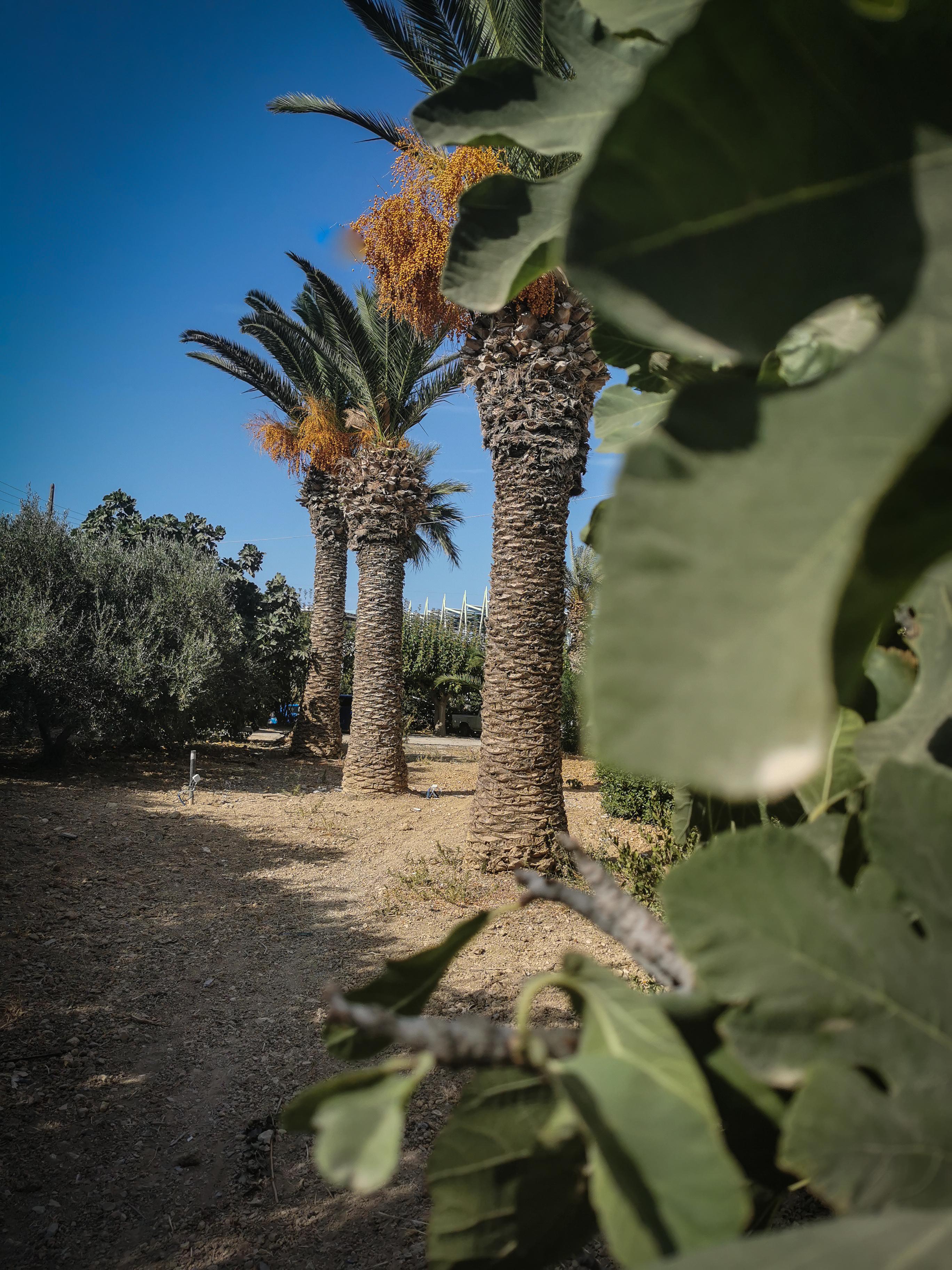 Gorgona Hotel Amoudara Lasithiou Dış mekan fotoğraf